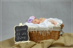 GOSIA-FOTOR6